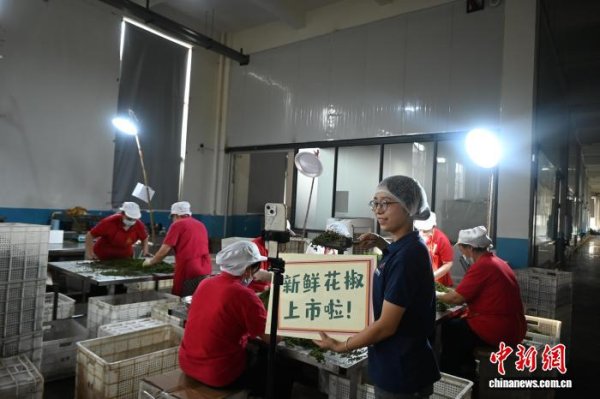 正规炒股配资官网 （走进中国乡村）从背篓到网络 “中国花椒之乡”香飘世界